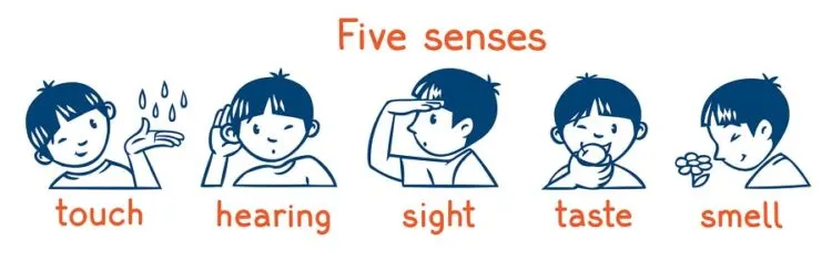 five senses