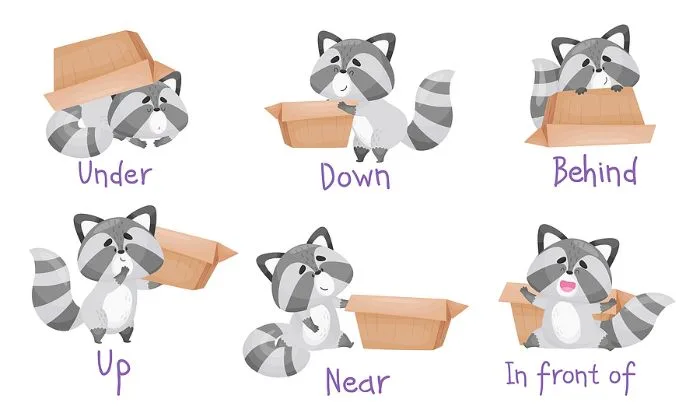 Racoon showing several positions related to a cardboard box
