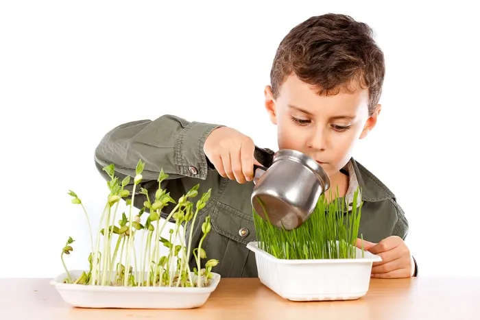 Little boy watering bean sprouts and grass in trays