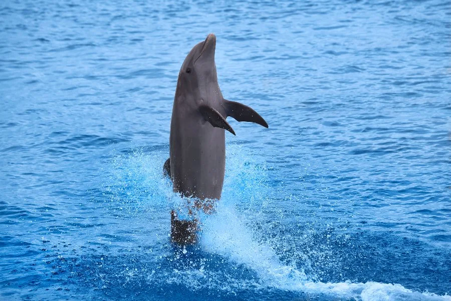 Dolphin jumping out of the ocean