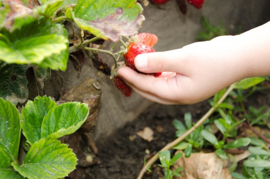 Child picking a strawberry