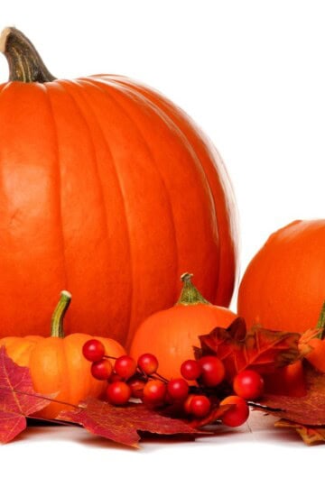 Pumpkins on white background